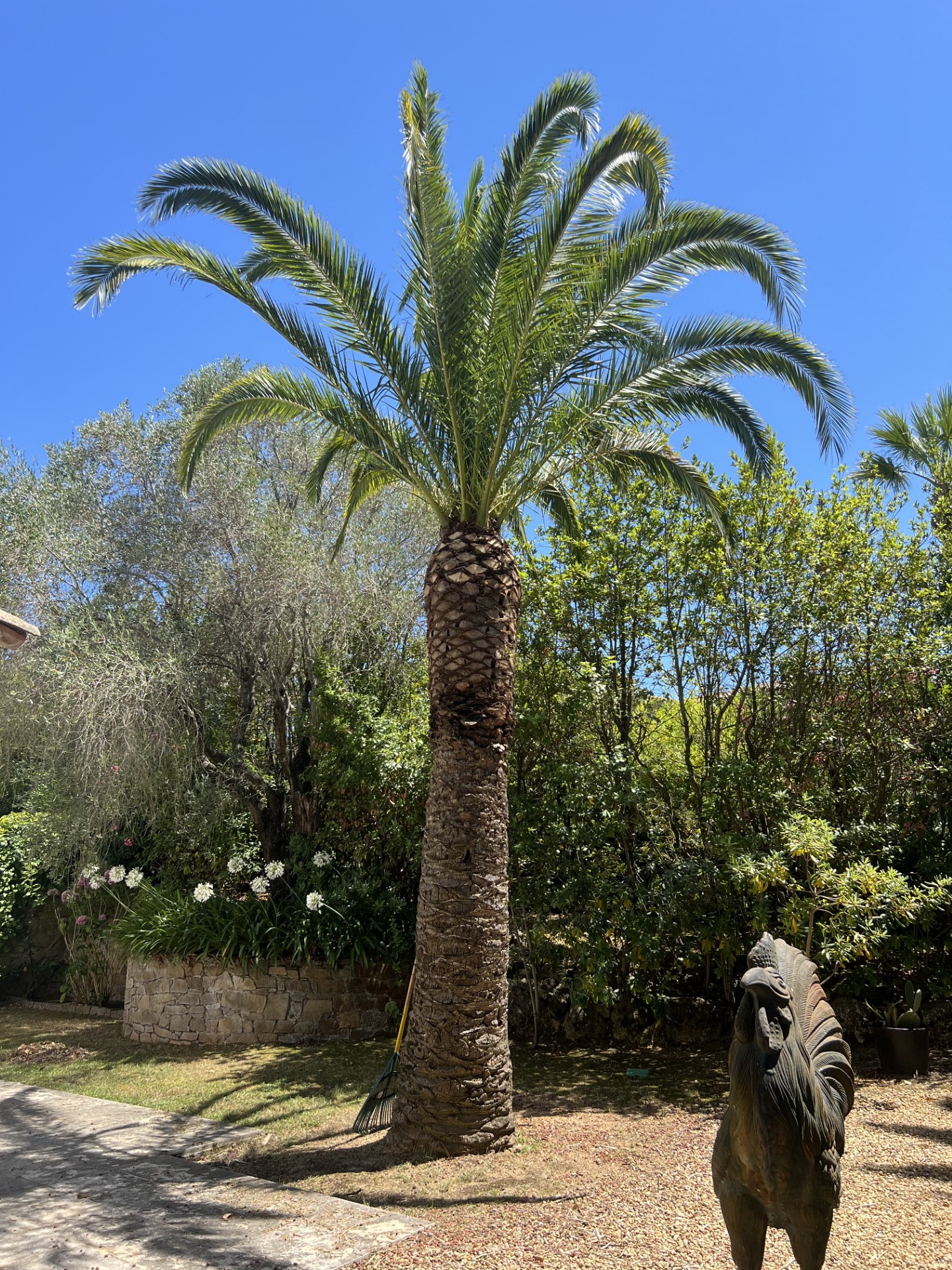 Entretien complet avec taille de palmier — Villa privée à St Tropez