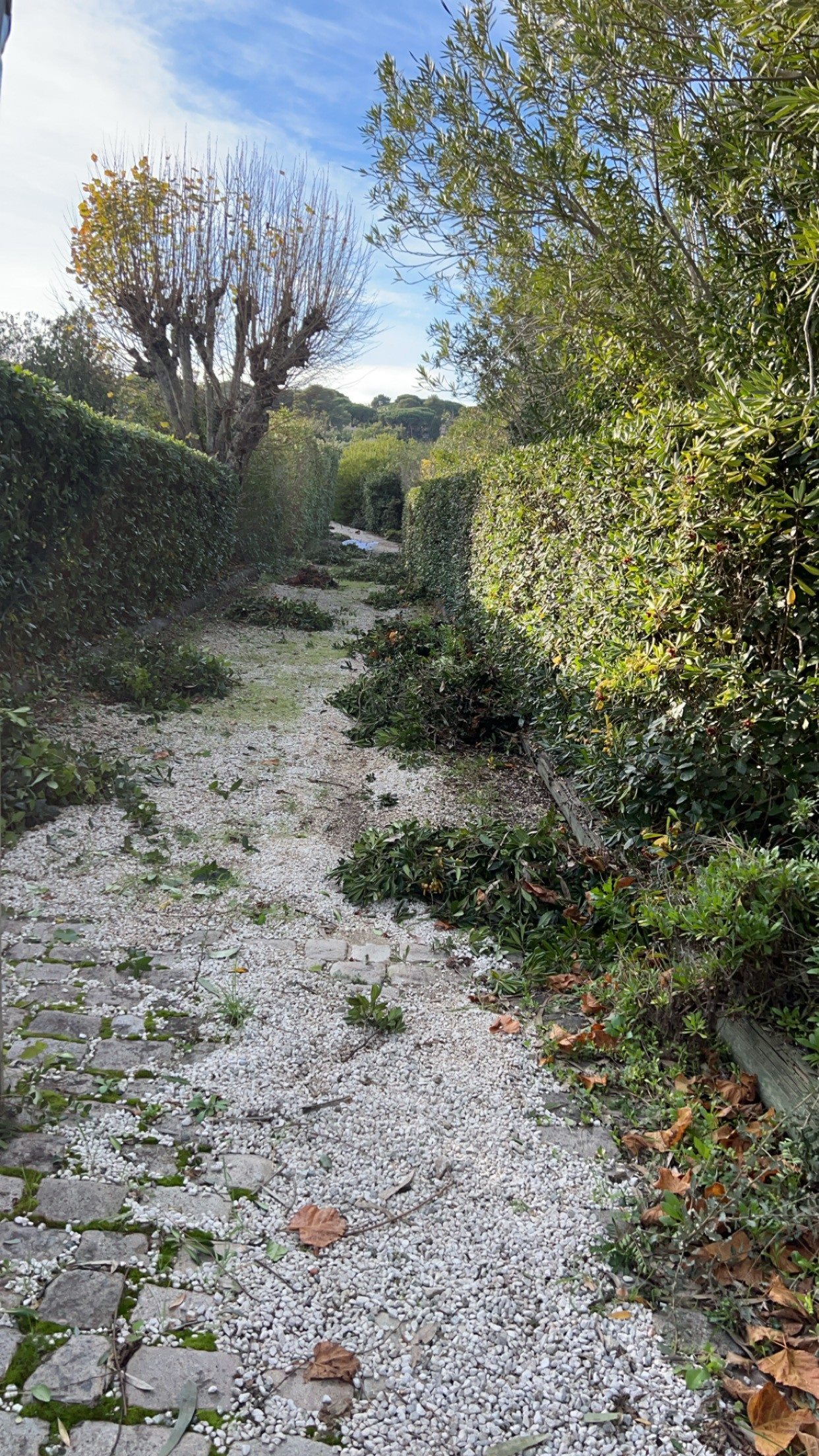 Taille de haies et de cyprès — photo 2