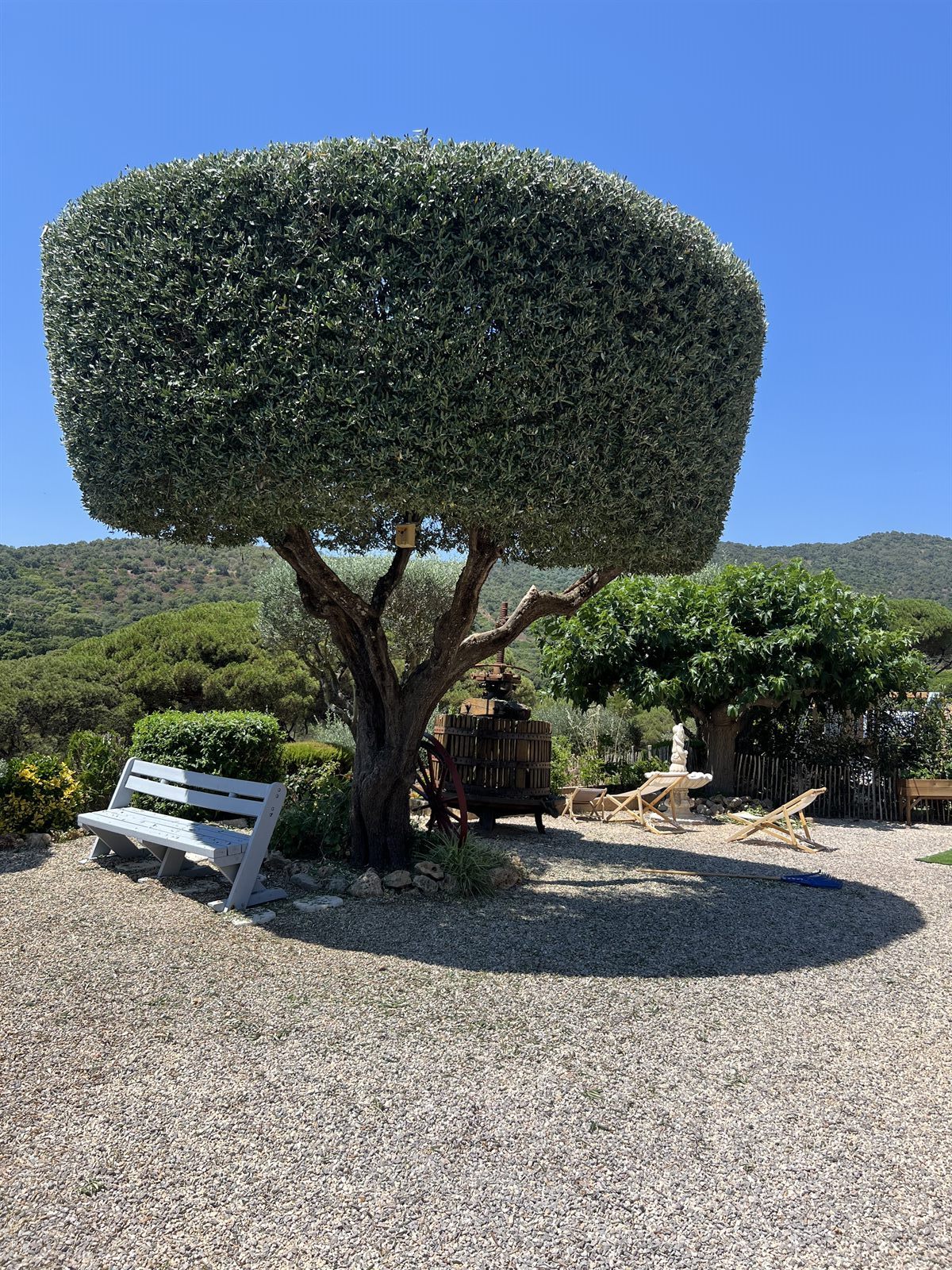 Taille en plateau d'oliviers — photo 3