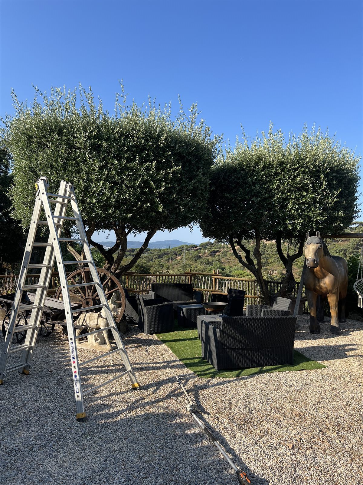 Taille en plateau d'oliviers — Avant