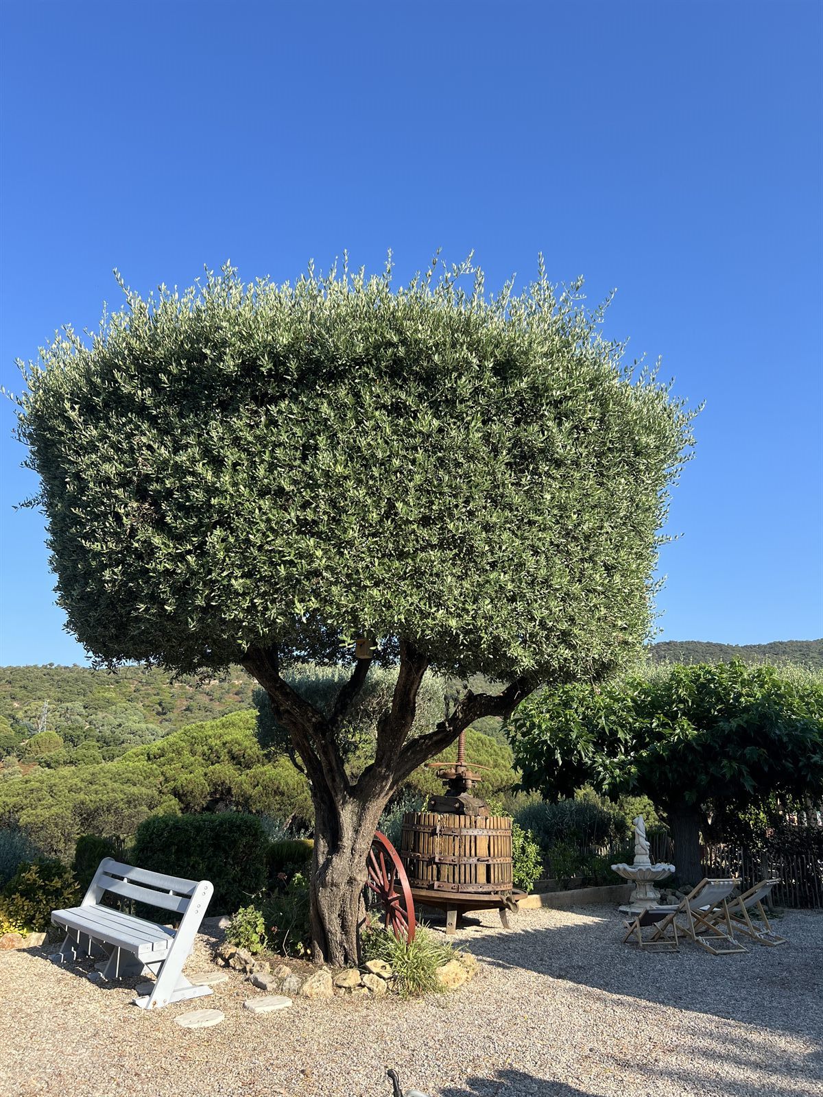 Taille en plateau d'oliviers — Avant